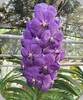 Vanda Viboon x Gordon Dillion